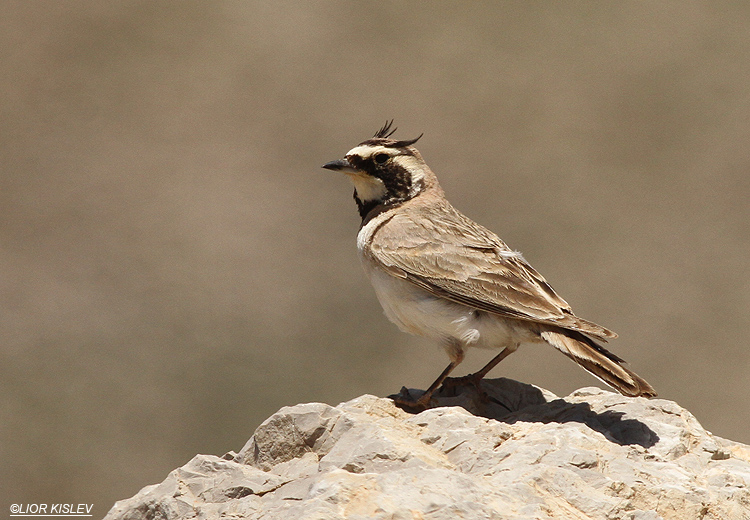 Horned Lark  Eremophila alpestris ,mt Hermon ,June 2013, Lior Kislev